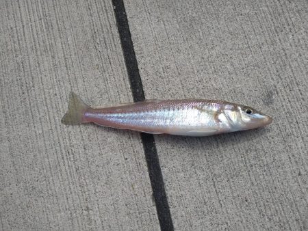 香住にてキス狙い